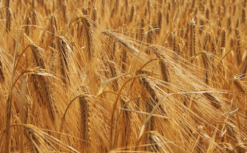 Új szárazságtűrő búzavonalat fejlesztettek a HUN-REN Agrártudományi Kutatóközpont Mezőgazdasági Intézet kutatói